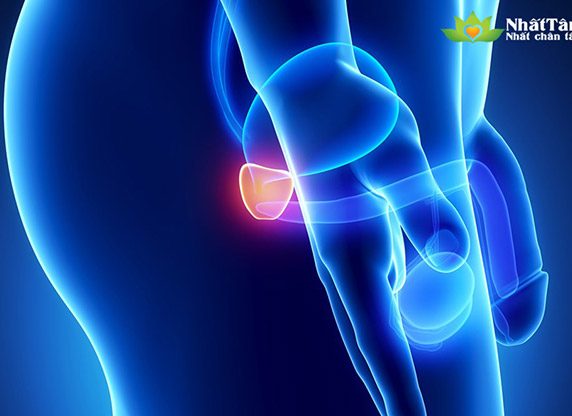 Giảm tiểu đêm buốt nhờ dược liệu quý Giảm tiểu đêm buốt nhờ dược liệu quý