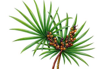 Giải pháp tối ưu cho người phì đại tiền liệt tuyến Giải pháp tối ưu cho người phì đại tiền liệt tuyến